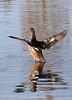 Blue-Winged Teal