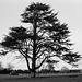 Roll in a day (No 33): Cedar tree at Lamer