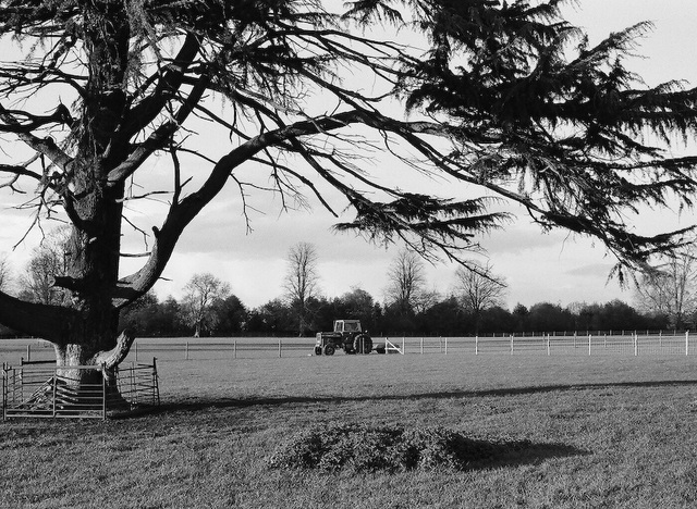 Roll in a day (No 36): A tree and a tractor