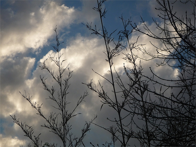 Arboles y cielo nublado