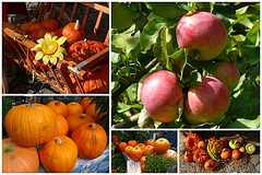 Herbstfrüchte - aŭtunfruktoj