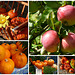 Herbstfrüchte - aŭtunfruktoj