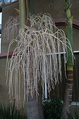 Palm Tree (6906)