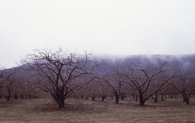Berkshire apple orchard