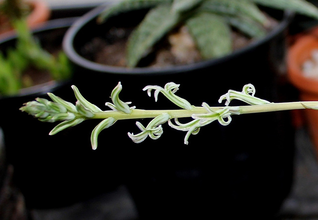 Haworthia pygmaea (2)