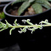 Haworthia pygmaea (2)