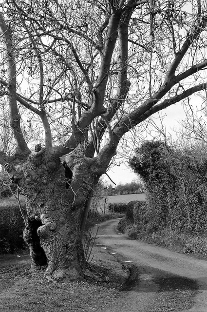 Roll in a day (No 21): Old oak, country lane