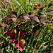 Mûrier Ronce - Rubus fruticosus