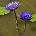 Purple Lotus – Kenilworth Aquatic Gardens, Washington, D.C.