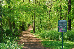 wooded avenue