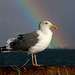 Western Gull (Larus occidentalis) and Rainbow