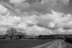 Roll in a day (No 6): Hertfordshire view (2)