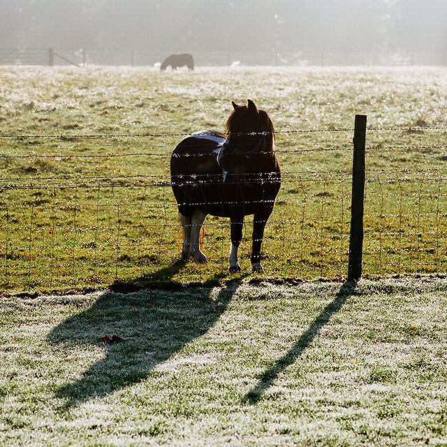 Early morning pony