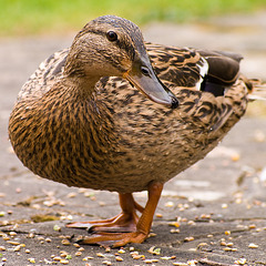 Mrs Duck