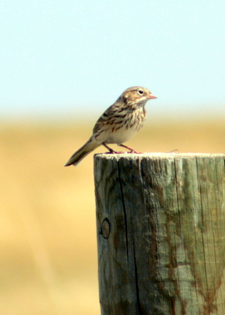 Vesper Sparrow