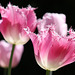 Tulip Quartet
