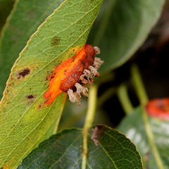 Gymnosporangium sabinae-Rouille du Poirier (3)