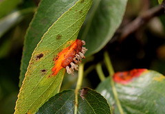 Gymnosporangium sabinae-Rouille du Poirier (4)