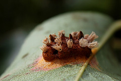 Gymnosporangium sabinae-Rouille du Poirier (5)