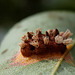 Gymnosporangium sabinae-Rouille du Poirier (5)