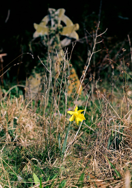A daffodil and a tombstone