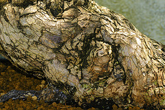 Bonsai Japanese Persimmon Bark – National Arboretum, Washington D.C.