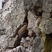 20120511 9567RTw [R~E] Gänsegeier mit Jungvogel, Monfragüe, Parque Natural [Extremadura]