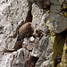 20120511 9566RTw [R~E] Gänsegeier mit Jungvogel, Monfragüe, Parque Natural [Extremadura]
