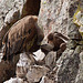 20120511 9565RTw [R~E] Gänsegeier mit Jungvogel, Monfragüe, Parque Natural [Extremadura]