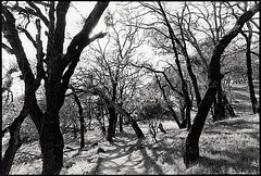 A path between oaks