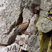 20120511 9533RTw [R~E] Gänsegeier mit Jungvogel, Monfragüe, Parque Natural [Extremadura]