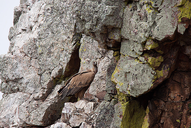 20120511 9532RTw [R~E] Gänsegeier mit Jungvogel, Monfragüe, Parque Natural [Extremadura]