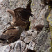 20120511 9531RTw [R~E] Gänsegeier mit Jungvogel, Monfragüe, Parque Natural [Extremadura]
