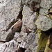20120511 9529RTw [R~E] Gänsegeier mit Jungvogel, Monfragüe, Parque Natural [Extremadura]