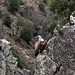 20120511 9528RTw [R~E] Gänsegeier, Monfragüe, Parque Natural [Extremadura]