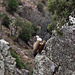 20120511 9526RTw [R~E] Gänsegeier, Monfragüe, Parque Natural [Extremadura]