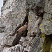 20120511 9524RTw [R~E] Gänsegeier mit Jungvogel, Monfragüe, Parque Natural [Extremadura]