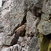 20120511 9520RTw [R~E] Gänsegeier mit Jungvogel, Monfragüe, Parque Natural [Extremadura]