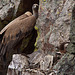20120511 9516RTw [R~E] Gänsegeier mit Jungvogel, Monfragüe, Parque Natural [Extremadura]