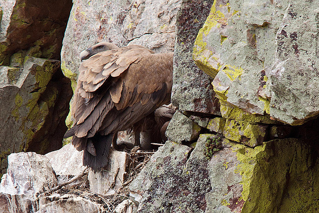 20120511 9514RTw [R~E] Gänsegeier mit Jungvogel, Monfragüe, Parque Natural [Extremadura]