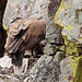 20120511 9514RTw [R~E] Gänsegeier mit Jungvogel, Monfragüe, Parque Natural [Extremadura]