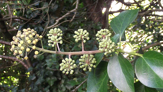 The ivy flowers
