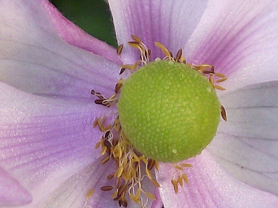 An anemone