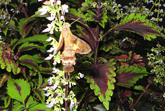 Humming Bird Hawk-Moth (Macroglossum stellatarum) in Okinawa
