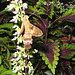 Humming Bird Hawk-Moth (Macroglossum stellatarum) in Okinawa