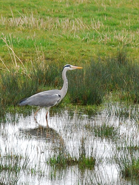 Heron- Walthamstow Marshes