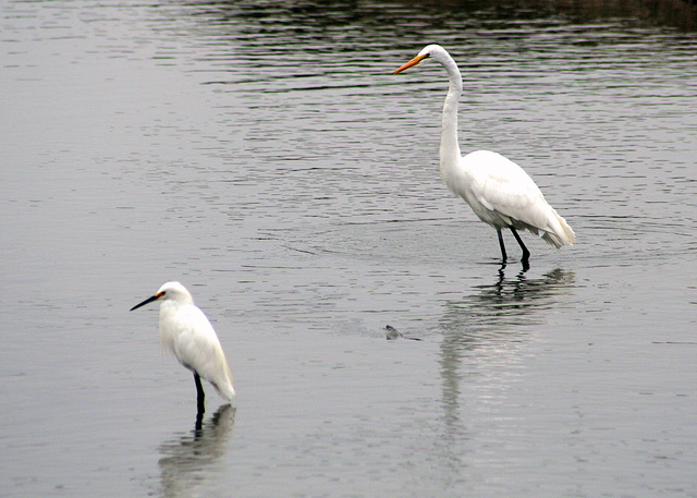 Snowy and Great Egrets
