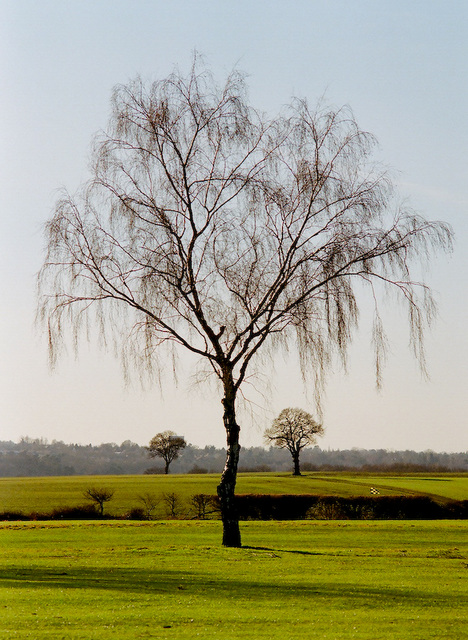 A tree in Hertfordshire.