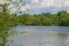 Roding Valley lake