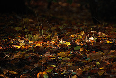 Tisane d'automne